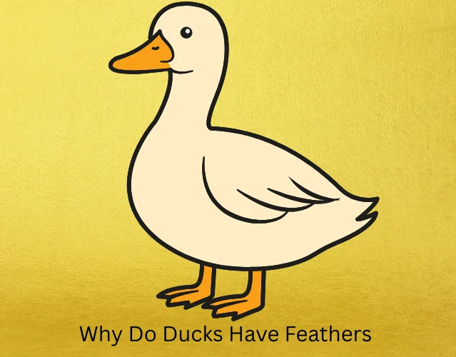 Why Do Ducks Have Feathers