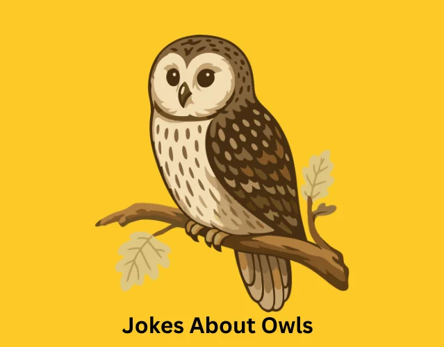 Jokes About Owls